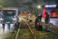 reubicarán árboles instalados de circuito colonias
