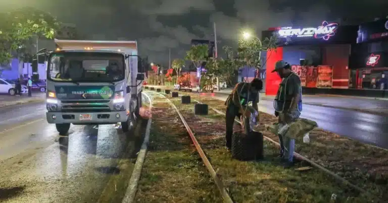 reubicarán árboles instalados de circuito colonias
