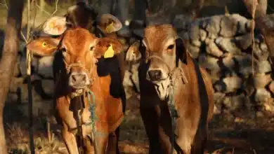 seder descarta crisis ganadera en yucatán pese a más de 2 mil casos de gusano barrenador
