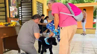 simulacro de huracanes busca mejorar la atención de personas y animales