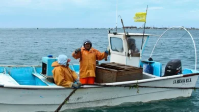 temporada de langosta en yucatán inicia con meta de 700 toneladas