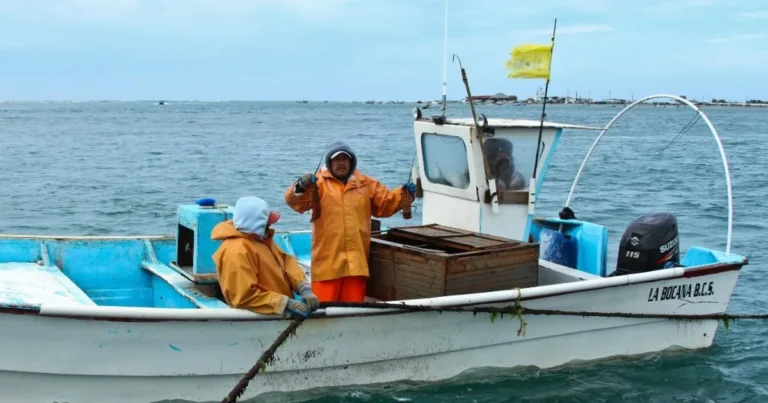 temporada de langosta en yucatán inicia con meta de 700 toneladas