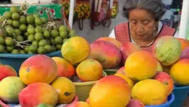 temporada de mango llena mercados de mérida con precios desde 12 pesos el kilo