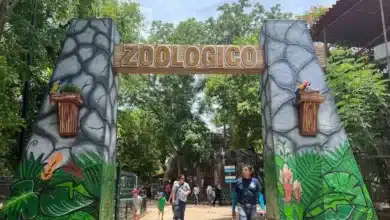 trenecito del centenario sigue en análisis
