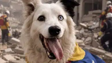 tsunami el perro rescatista que se convierte en héroe tras los terremotos en venezuela