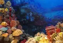 yucatán hundirá embarcaciones para crear arrecifes artificiales y detonar pesca y turismo costero
