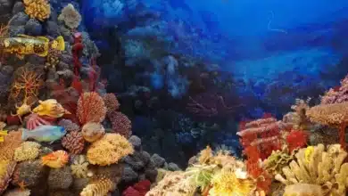 yucatán hundirá embarcaciones para crear arrecifes artificiales y detonar pesca y turismo costero