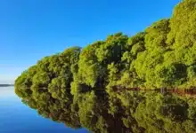 yucatán reunirá a especialistas en el primer foro sobre carbono azul y conservación costera