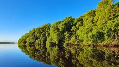yucatán reunirá a especialistas en el primer foro sobre carbono azul y conservación costera