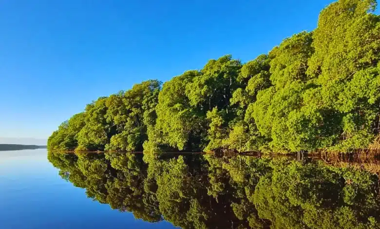 yucatán reunirá a especialistas en el primer foro sobre carbono azul y conservación costera