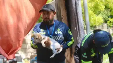 ayuntamiento de mérida atiende más de mil 300 reportes por maltrato animal en 2026