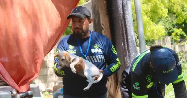 ayuntamiento de mérida atiende más de mil 300 reportes por maltrato animal en 2026