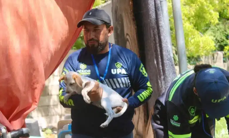 ayuntamiento de mérida atiende más de mil 300 reportes por maltrato animal en 2026