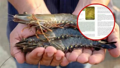 camarón tigre amenaza los pastos marinos de ría lagartos, revela investigación de la enes mérida