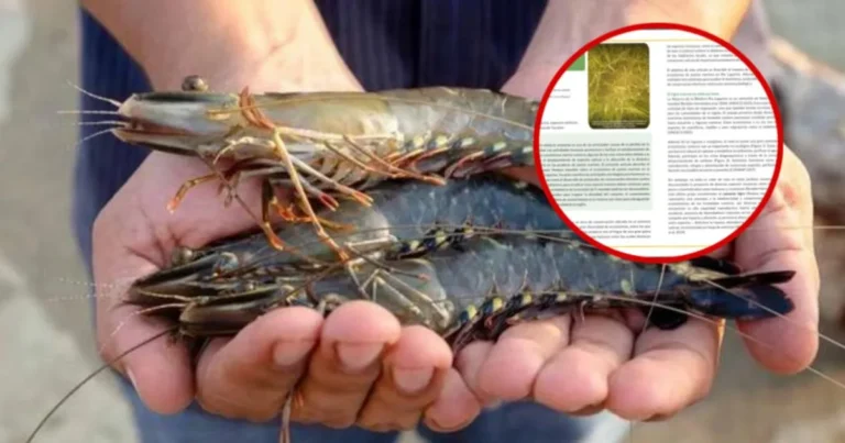 camarón tigre amenaza los pastos marinos de ría lagartos, revela investigación de la enes mérida