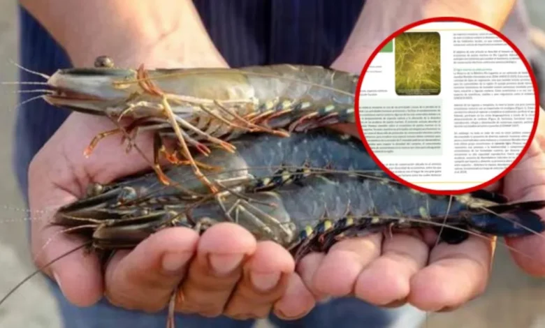 camarón tigre amenaza los pastos marinos de ría lagartos, revela investigación de la enes mérida