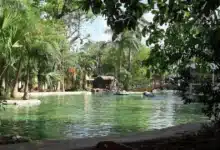 cinco tiburones de agua dulce llegan al lago del centenario
