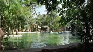 cinco tiburones de agua dulce llegan al lago del centenario