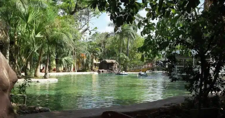 cinco tiburones de agua dulce llegan al lago del centenario
