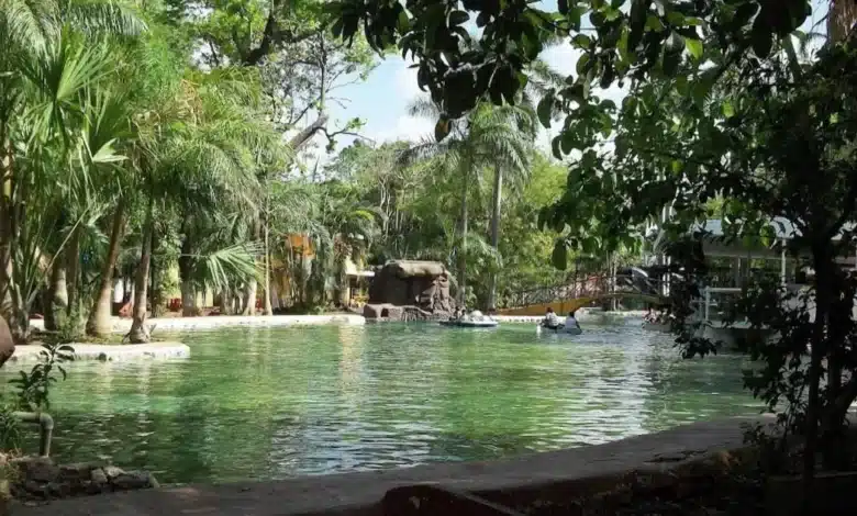 cinco tiburones de agua dulce llegan al lago del centenario