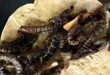 cuchamá el gusano comestible que preserva la tradición gastronómica del semidesierto poblano
