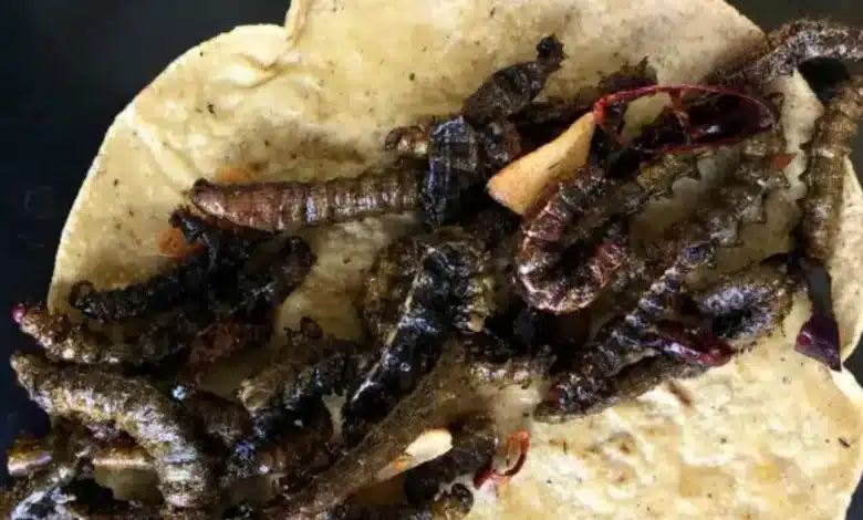 cuchamá el gusano comestible que preserva la tradición gastronómica del semidesierto poblano