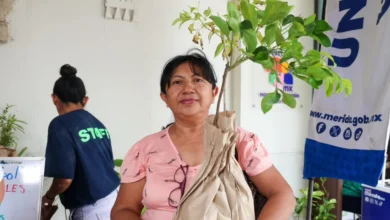 día del Árbol cinco especies nativas de yucatán que puedes sembrar en casa