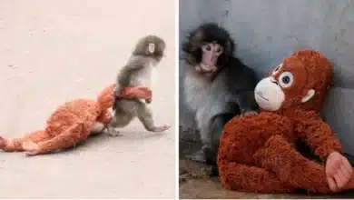 el querido macaco japonés punch celebra su primer cumpleaños
