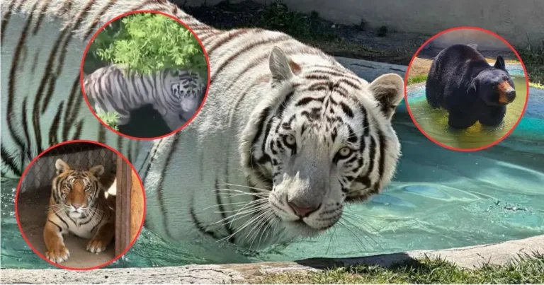 ¿Cómo es Animal Experience? De dónde escapó tigre de Bengala "Kenzo" (Fotos de internet)