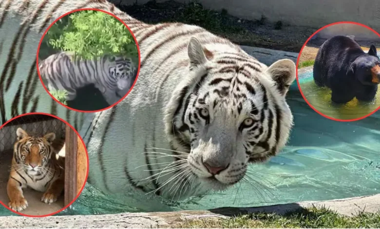 ¿Cómo es Animal Experience? De dónde escapó tigre de Bengala "Kenzo" (Fotos de internet)
