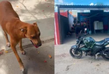 Policía Ecológica de Kanasín rescata a “Maruchan” (Foto de cortesía)
