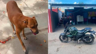 Policía Ecológica de Kanasín rescata a “Maruchan” (Foto de cortesía)