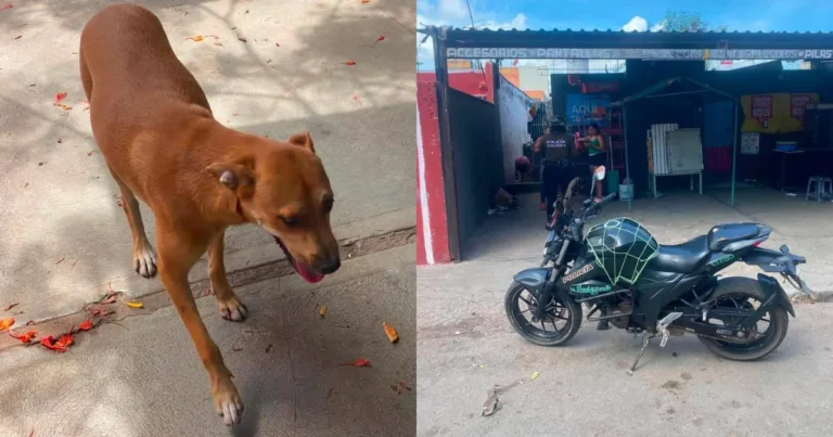 Policía Ecológica de Kanasín rescata a “Maruchan” (Foto de cortesía)