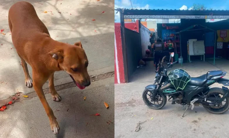 Policía Ecológica de Kanasín rescata a “Maruchan” (Foto de cortesía)