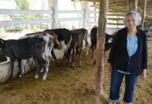 Subsidio a la leche fortalece la producción ganadera en el oriente de Yucatán (Foto de cortesía)