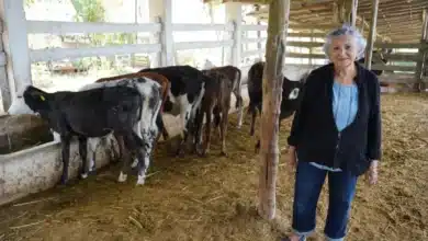 Subsidio a la leche fortalece la producción ganadera en el oriente de Yucatán (Foto de cortesía)