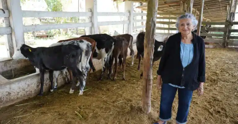 Subsidio a la leche fortalece la producción ganadera en el oriente de Yucatán (Foto de cortesía)
