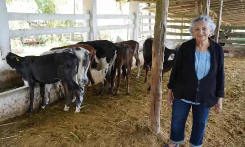 Subsidio a la leche fortalece la producción ganadera en el oriente de Yucatán (Foto de cortesía)