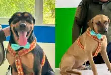 Siete perros rescatados buscan un hogar en Kanasín (Fotos de cortesía)