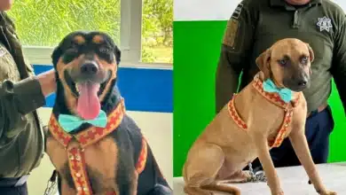Siete perros rescatados buscan un hogar en Kanasín (Fotos de cortesía)