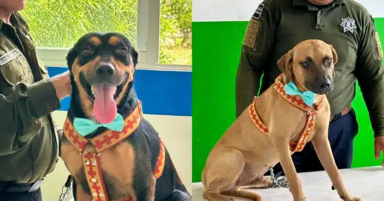 Siete perros rescatados buscan un hogar en Kanasín (Fotos de cortesía)