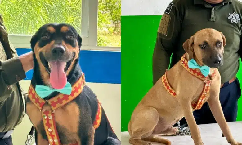 Siete perros rescatados buscan un hogar en Kanasín (Fotos de cortesía)
