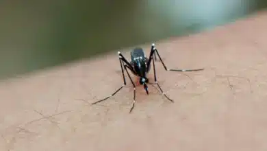Yucatán reduce más del 92% los casos de dengue (Foto de internet)