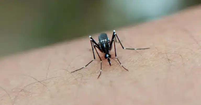 Yucatán reduce más del 92% los casos de dengue (Foto de internet)