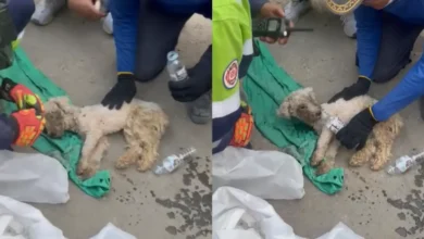 Laila, la perrita que sobrevivió 29 días atrapada bajo los escombros (Fotos de redes sociales)