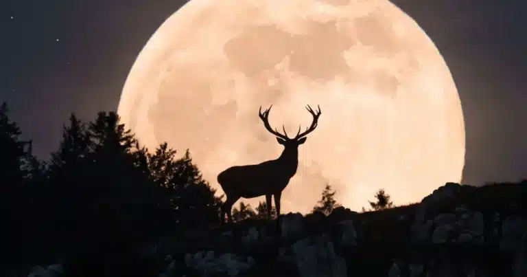 Hoy habrá Luna de Ciervo (Imagen de internet)
