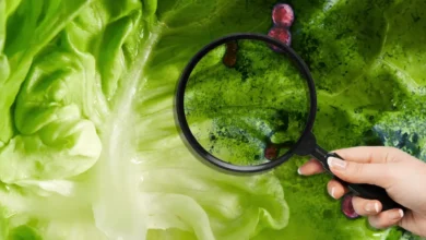 eu vincula brote de diarrea explosiva con lechuga mexicana qué se sabe