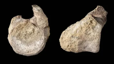 fósil de dinosaurio es identificado por primera vez en la antártida