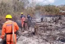 incendios forestales disminuyen 40 en yucatán durante 2026