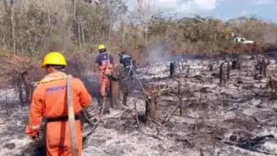 incendios forestales disminuyen 40 en yucatán durante 2026